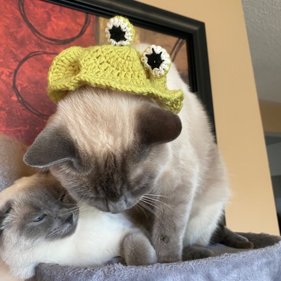 Cat hat - Picture 3 of 3